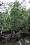 Mangroves in the Sungei Buloh Wetlands.